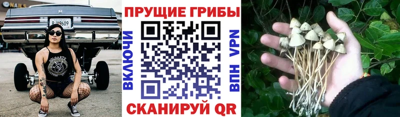 mega рабочий сайт  Шагонар  Псилоцибиновые грибы мухоморы  как найти закладки 